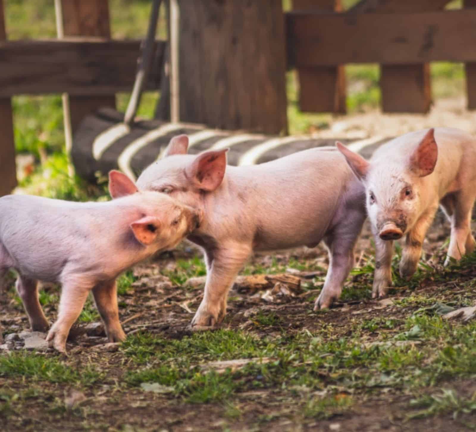 In Business, Which Little Pig Do You Want To Be - blog post - kitchen table ceos - by tracy smith