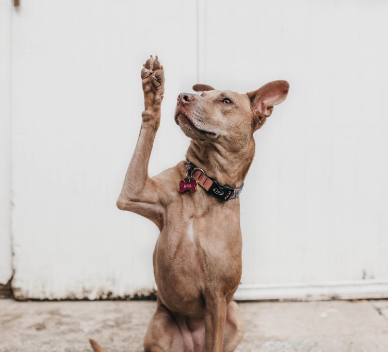 Kitchen Table CEOs Blog - What is Above The Fold - picture of dog raising paw - Photo by Camylla Battani on Unsplash